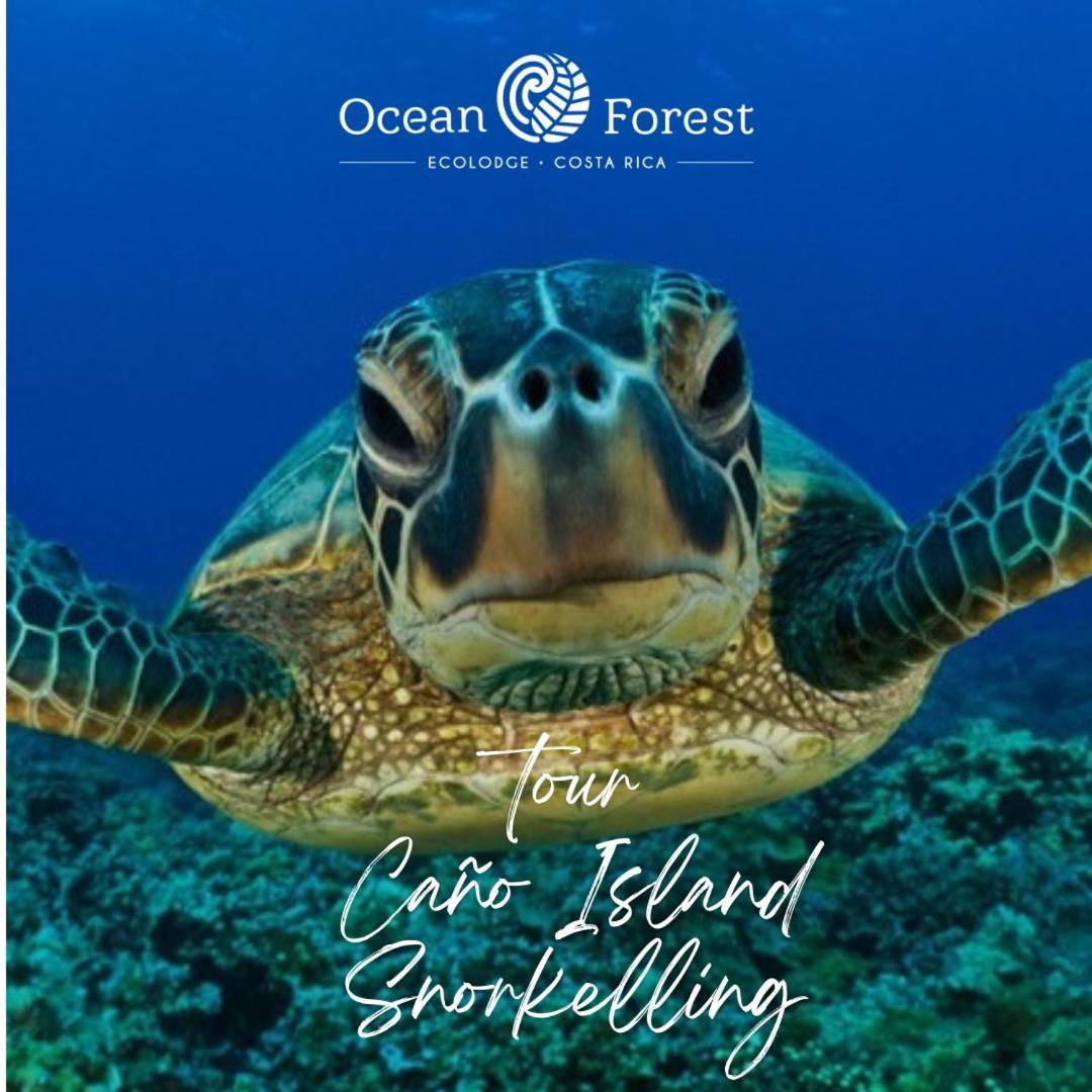 Ocean Forest Ecolodge San Pedrillo Luaran gambar