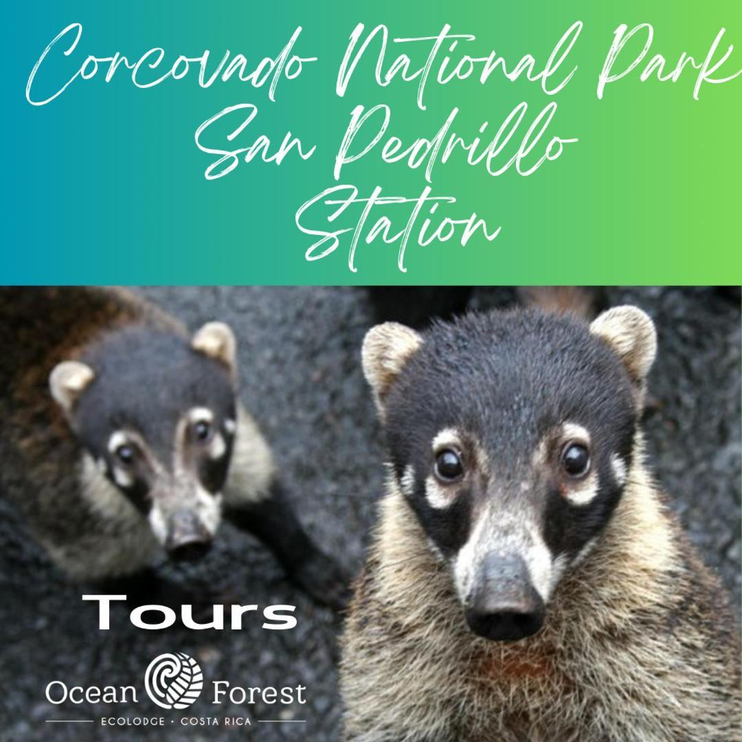 Ocean Forest Ecolodge San Pedrillo Luaran gambar