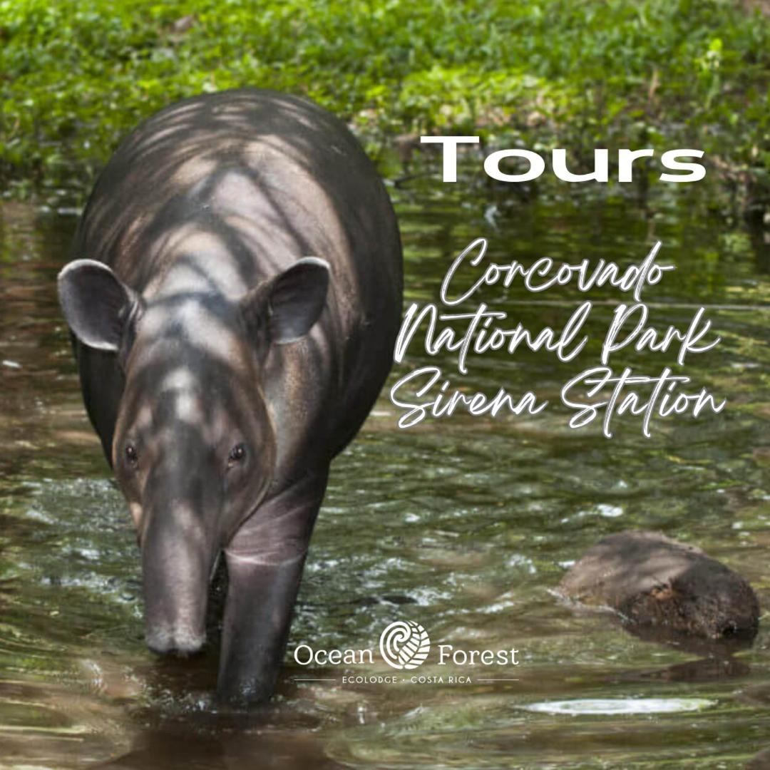 Ocean Forest Ecolodge San Pedrillo Luaran gambar